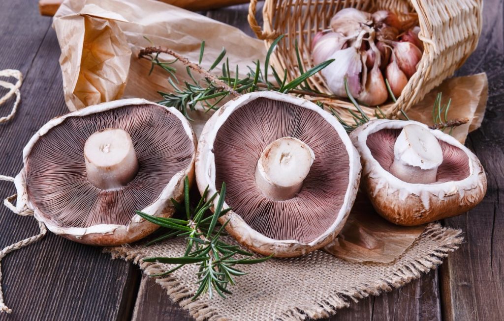 Can Dogs Eat Portobello Mushrooms?