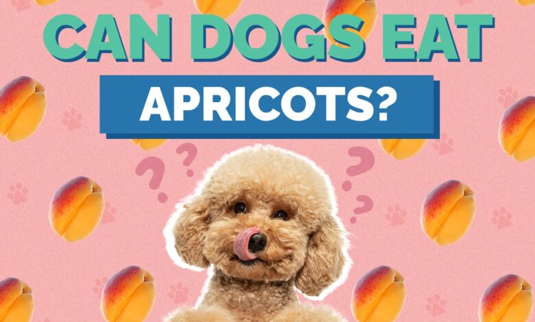 Can Dogs Eat Apricots?