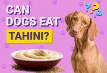 Can Dogs Eat Tahini?