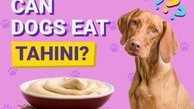 Can Dogs Eat Tahini?