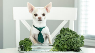 Can Dogs Eat Kale?