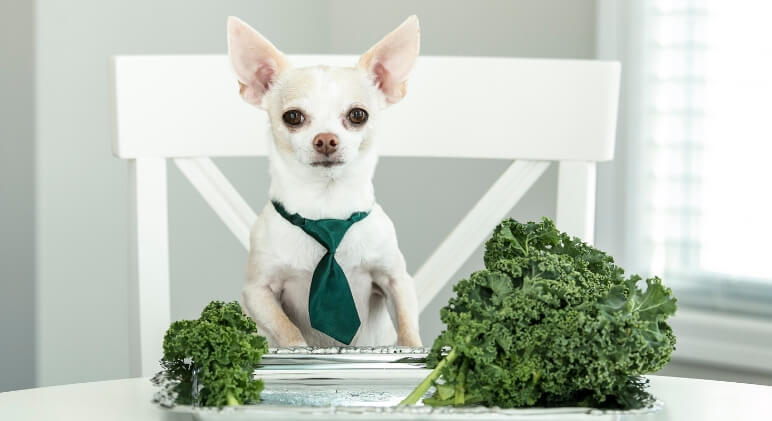 Can Dogs Eat Kale?