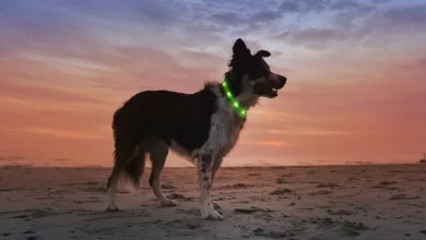 Dog Collar with LED Light