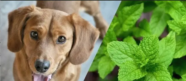 Can Dogs Eat Mint?