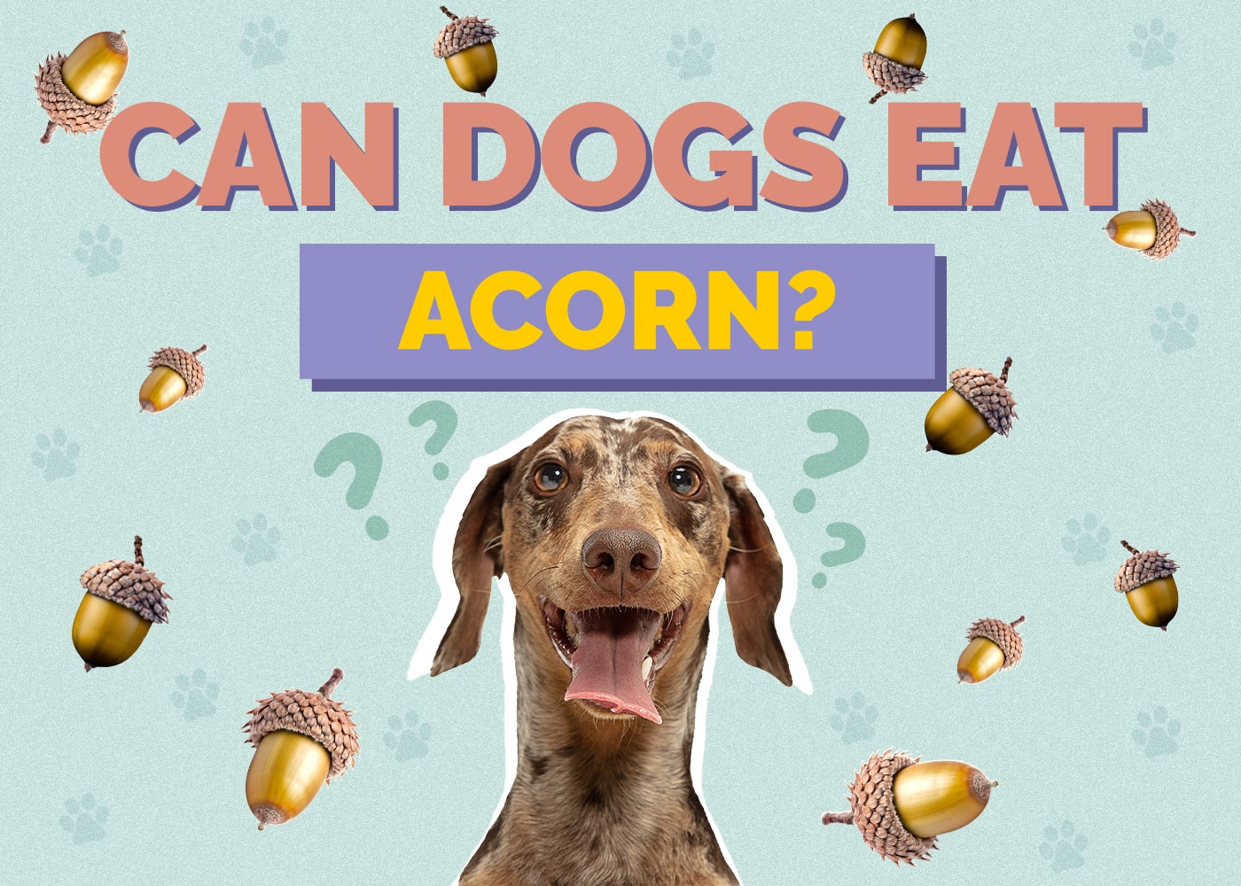 Can Dogs Eat Acorns?