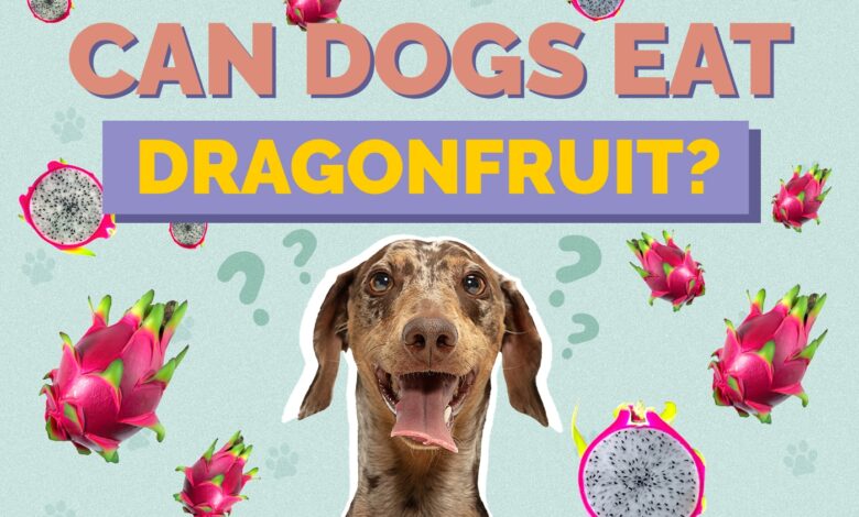 Can Dogs Eat Dragon Fruit?