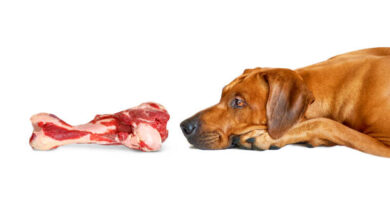 Can Dogs Eat Ham Bones?