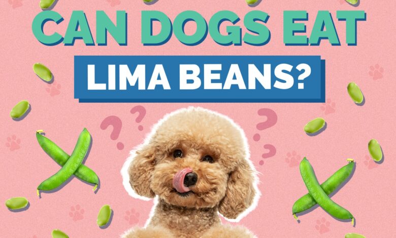 Can Dogs Eat Lima Beans?