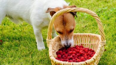 Can Dogs Eat Raspberries