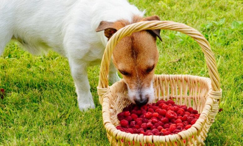 Can Dogs Eat Raspberries