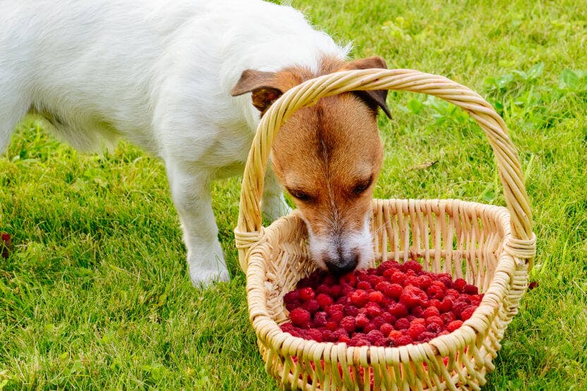 Can Dogs Eat Raspberries