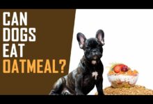 Can Dogs Eat Oatmeal?