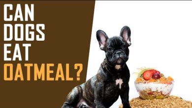 Can Dogs Eat Oatmeal?