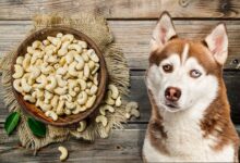 Can Dogs Eat Cashews