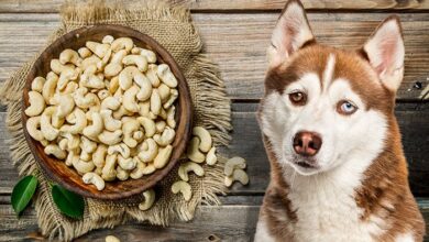 Can Dogs Eat Cashews