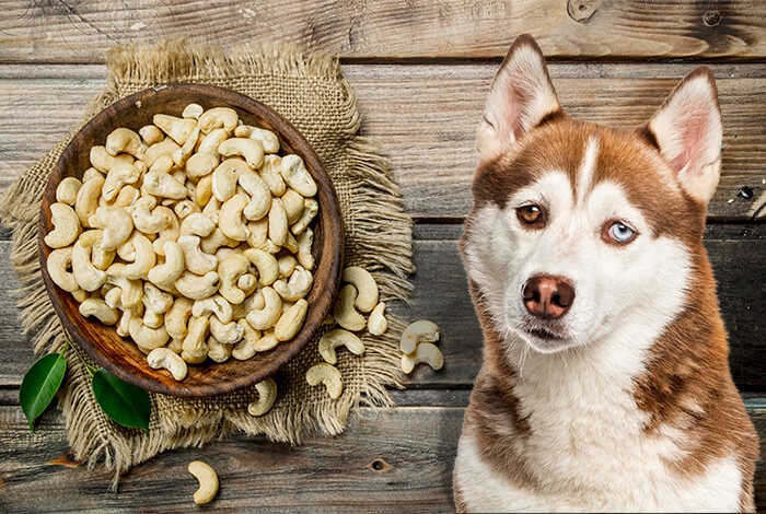 Can Dogs Eat Cashews