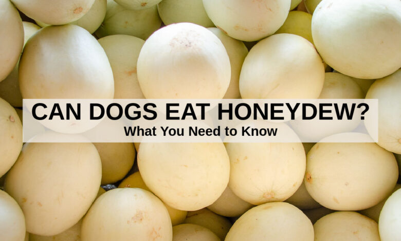 Can Dogs Eat Honeydew