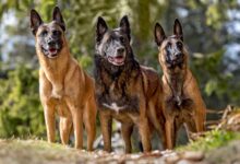 Belgian Malinois