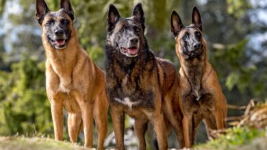 Belgian Malinois