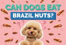 Can Dogs Eat Brazil Nuts