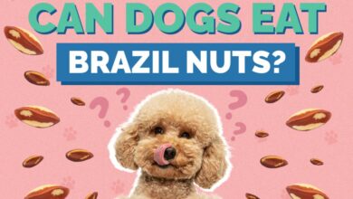 Can Dogs Eat Brazil Nuts