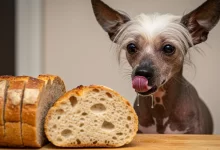 Can Dogs Eat Whole Wheat Bread