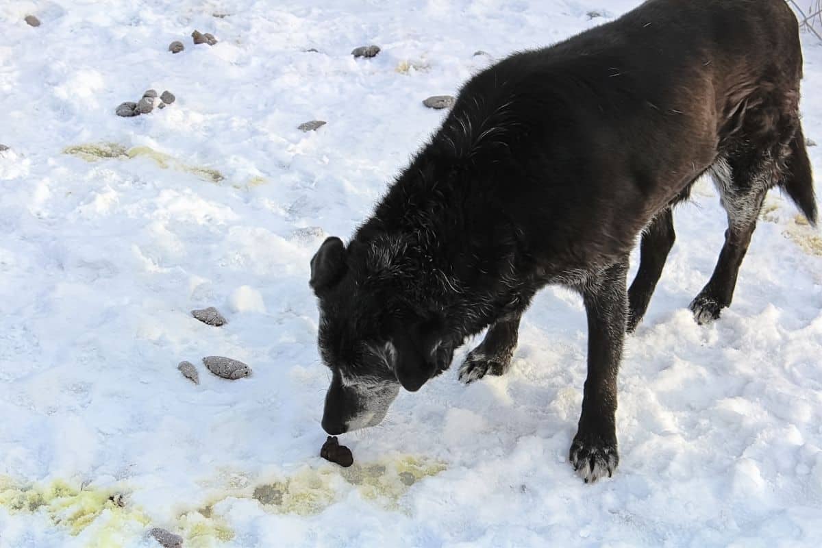 How to Stop a Dog From Eating Poop