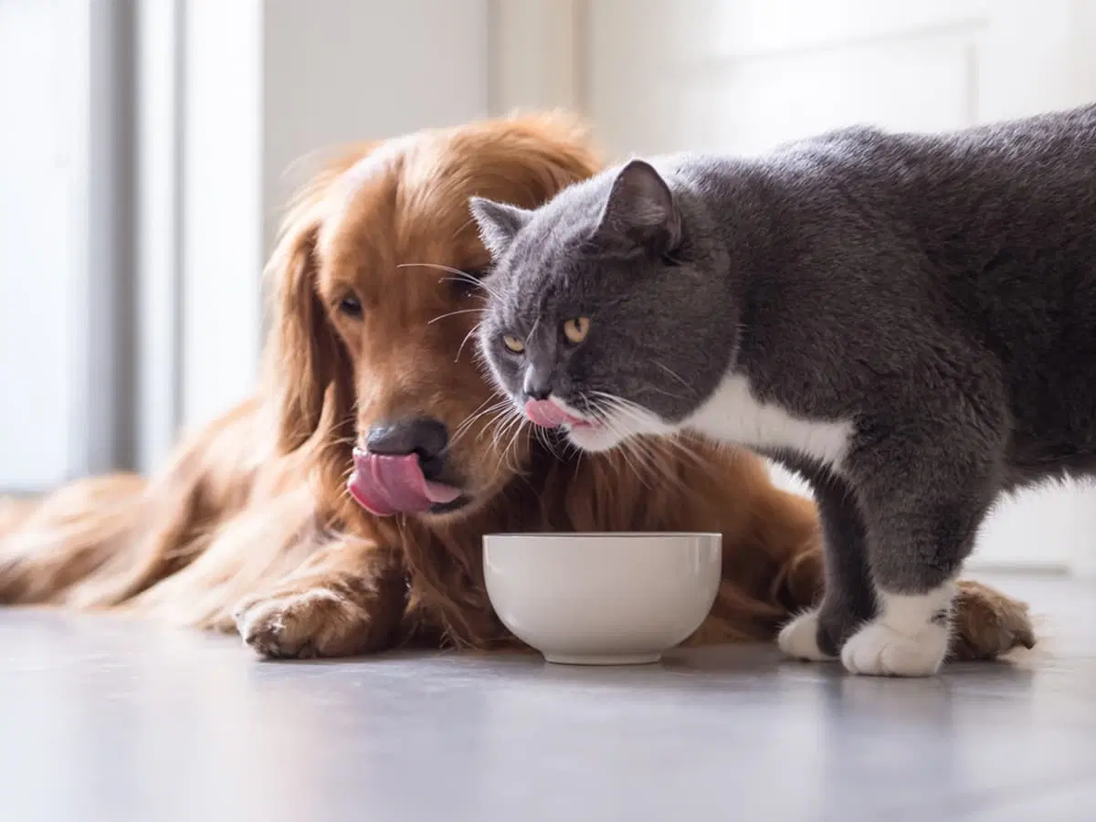 Is It Bad for Dogs to Eat Cat Food