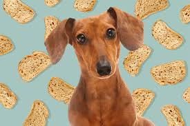 Can Dogs Eat Whole Wheat Bread