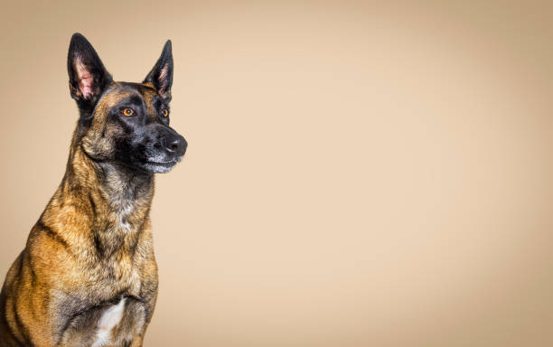 Belgian Malinois