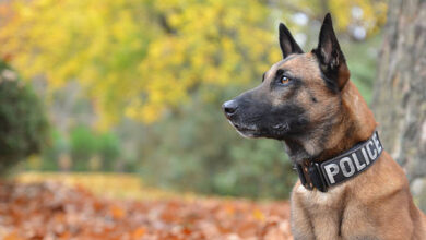 Dogs from Belgium