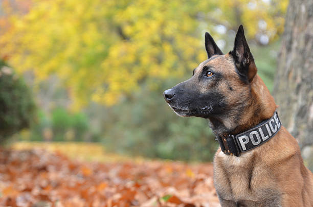 Dogs from Belgium