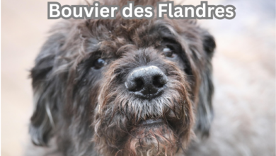 Bouvier des Flandres