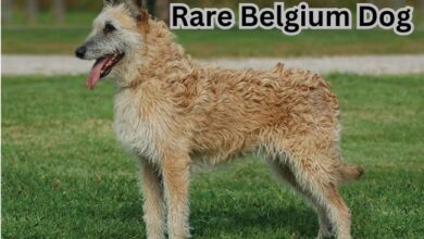 Rare Belgium Dog