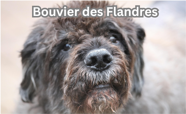 Bouvier des Flandres