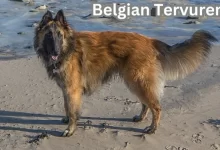 Belgian Tervuren