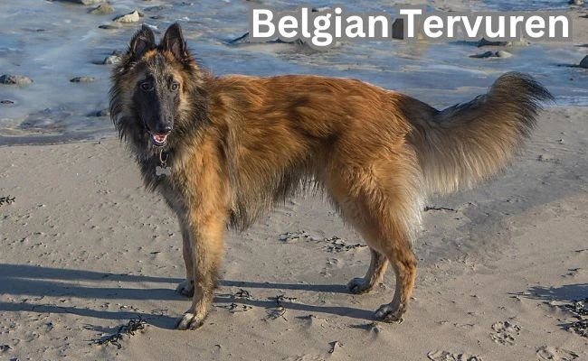 Belgian Tervuren