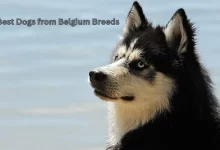 Best Dogs from Belgium Breeds