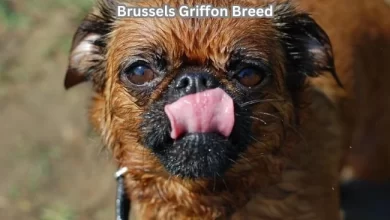 Brussels Griffon