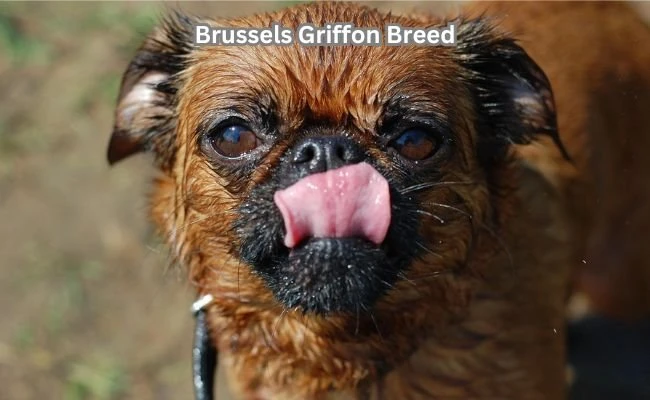 Brussels Griffon