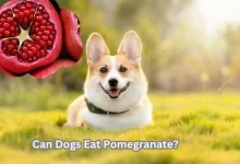 Can Dogs Eat Pomegranate?