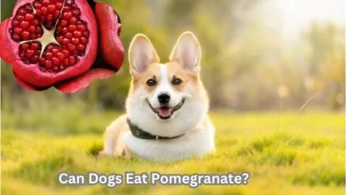 Can Dogs Eat Pomegranate?