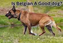 Is Belgian a Good Dog