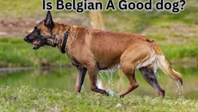 Is Belgian a Good Dog